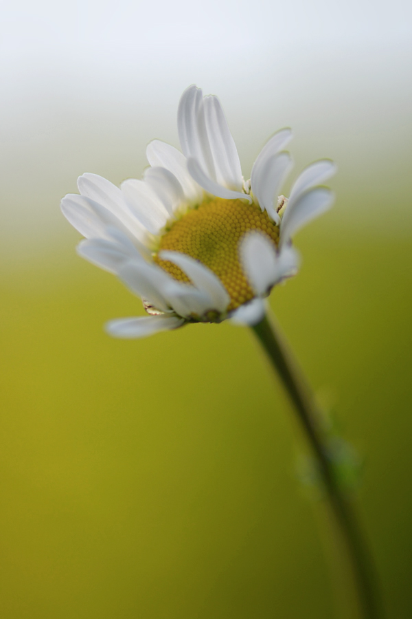 3357900margeriteblumen2