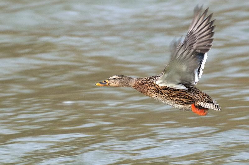 33796 Stockente