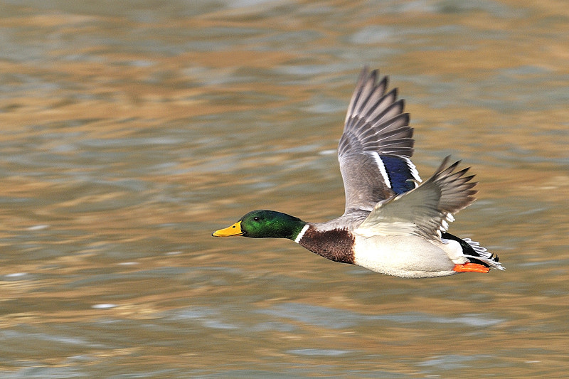 33819 Stockente