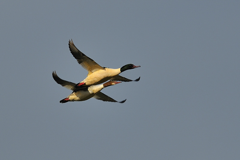 33833 Gänsesäger