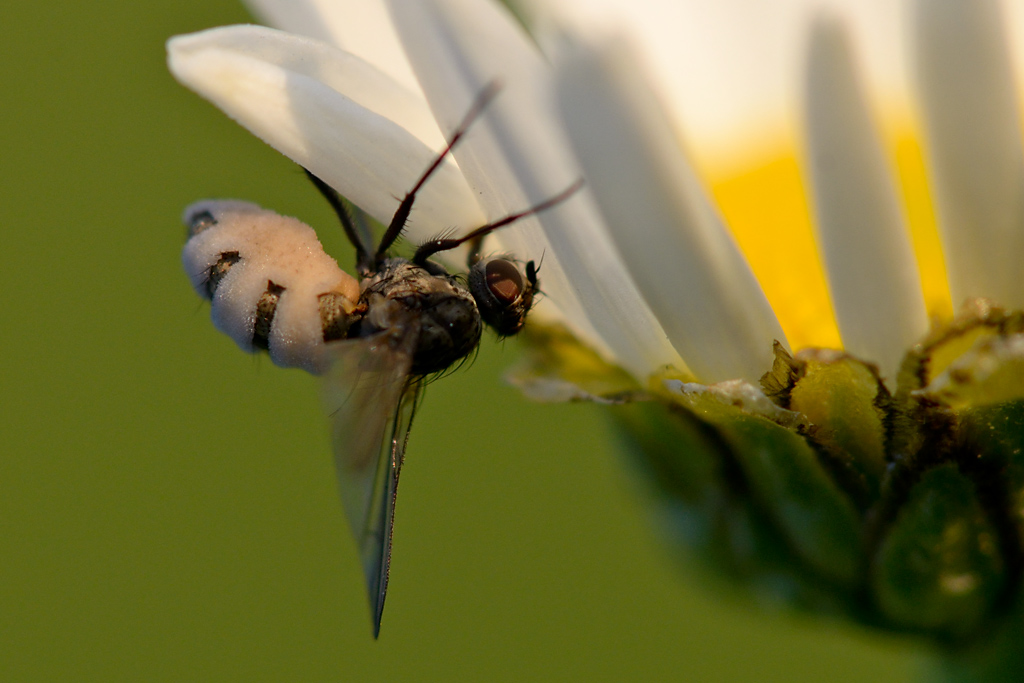 3391024insekten
