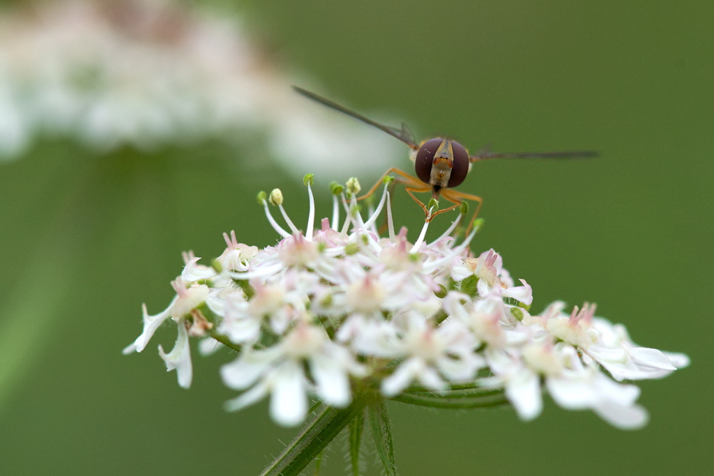 3391024schwebfliege