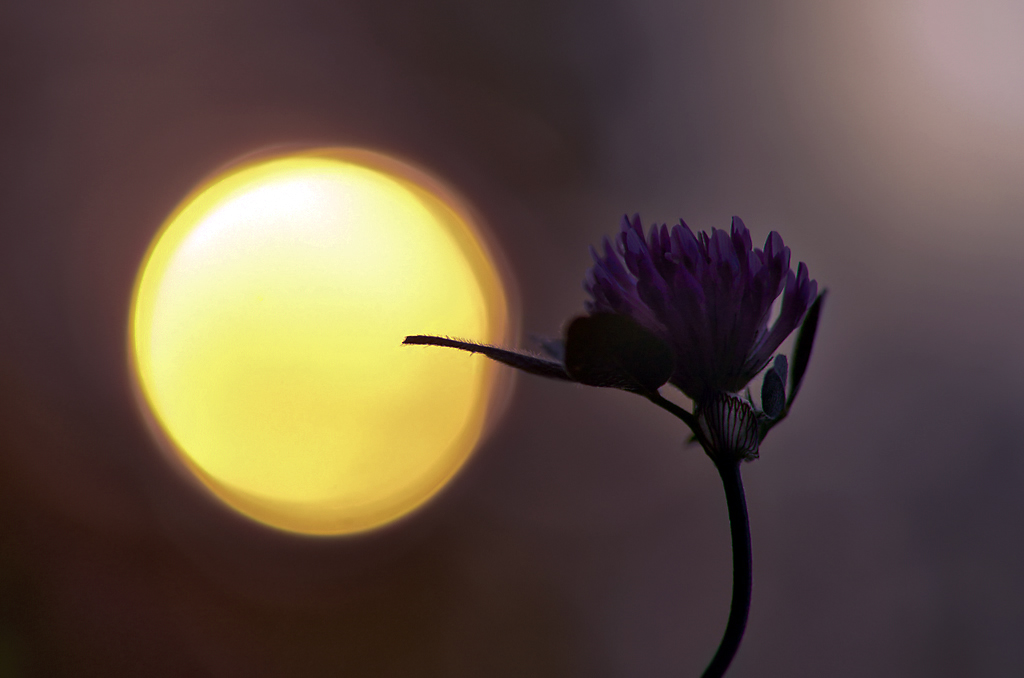 33931024kleeim sonnenuntergang1