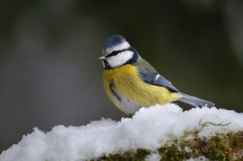 33935 Blaumeise