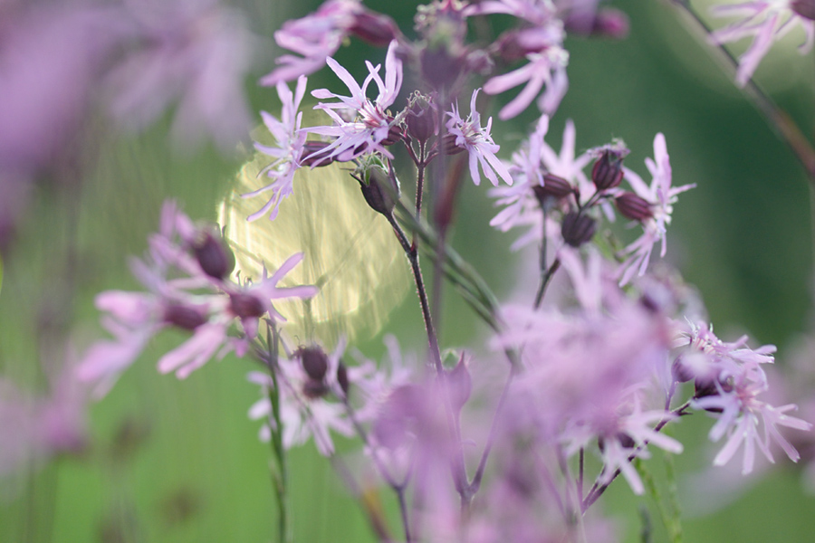 339blumengegenlicht