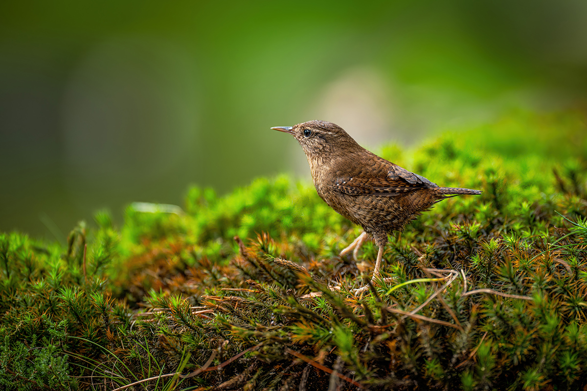 34 Eurasian Wren.jpg
