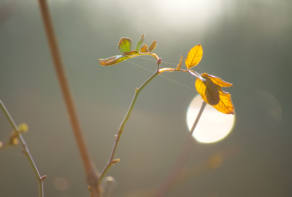 341024gegenlichtschatten