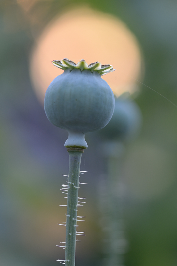 344900mohn