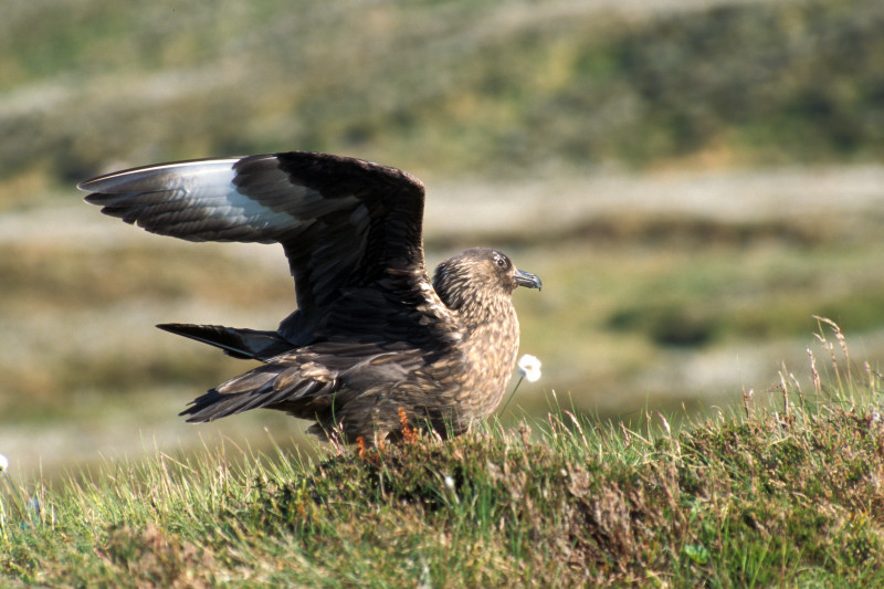 3452476ea1e76a404