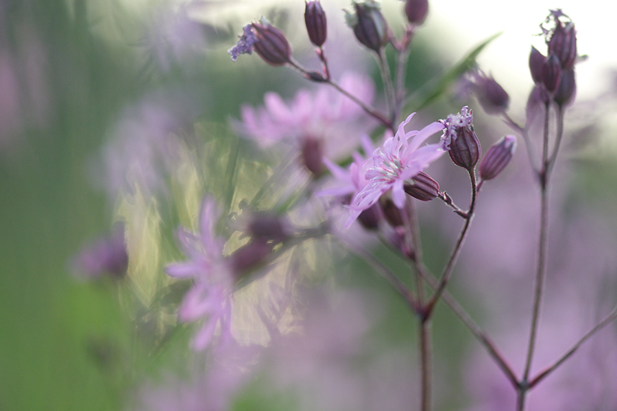 345blumengegenlicht