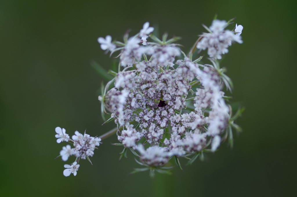 3461024blumen