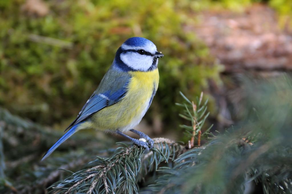 34632 Blaumeise