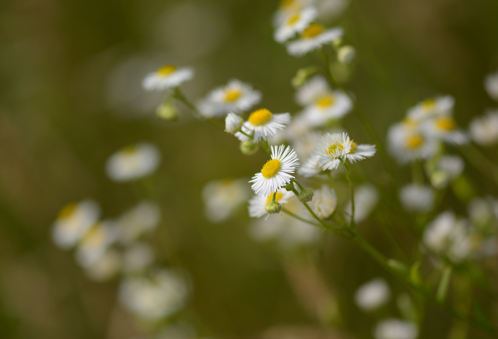351024blumenkamille