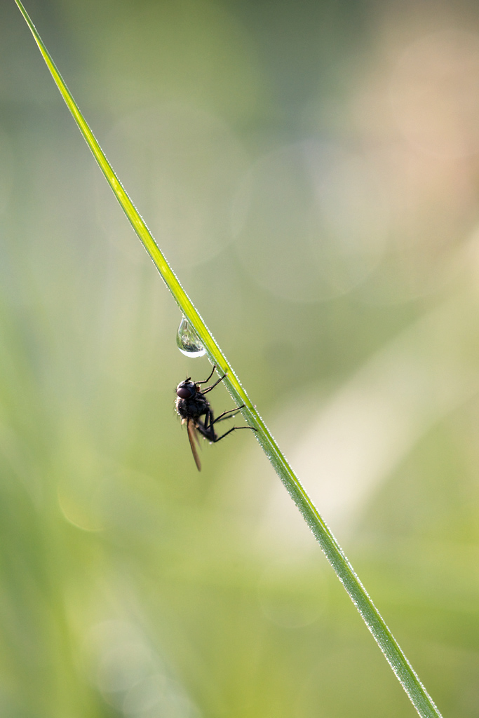 3541024insektenspieglein
