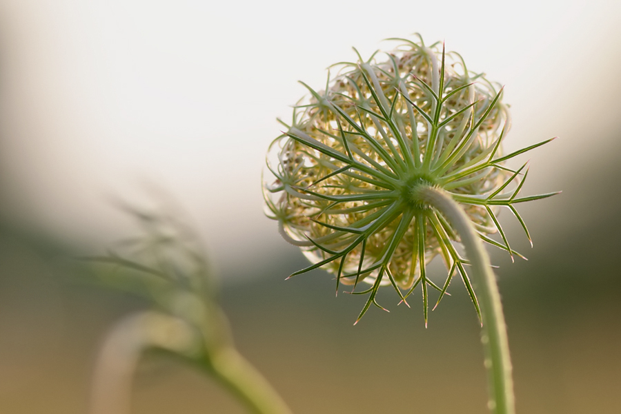 357wiesenblumen