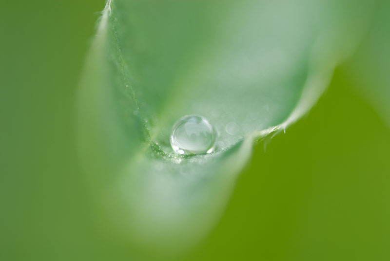 359. Wasserperle DSC 2185