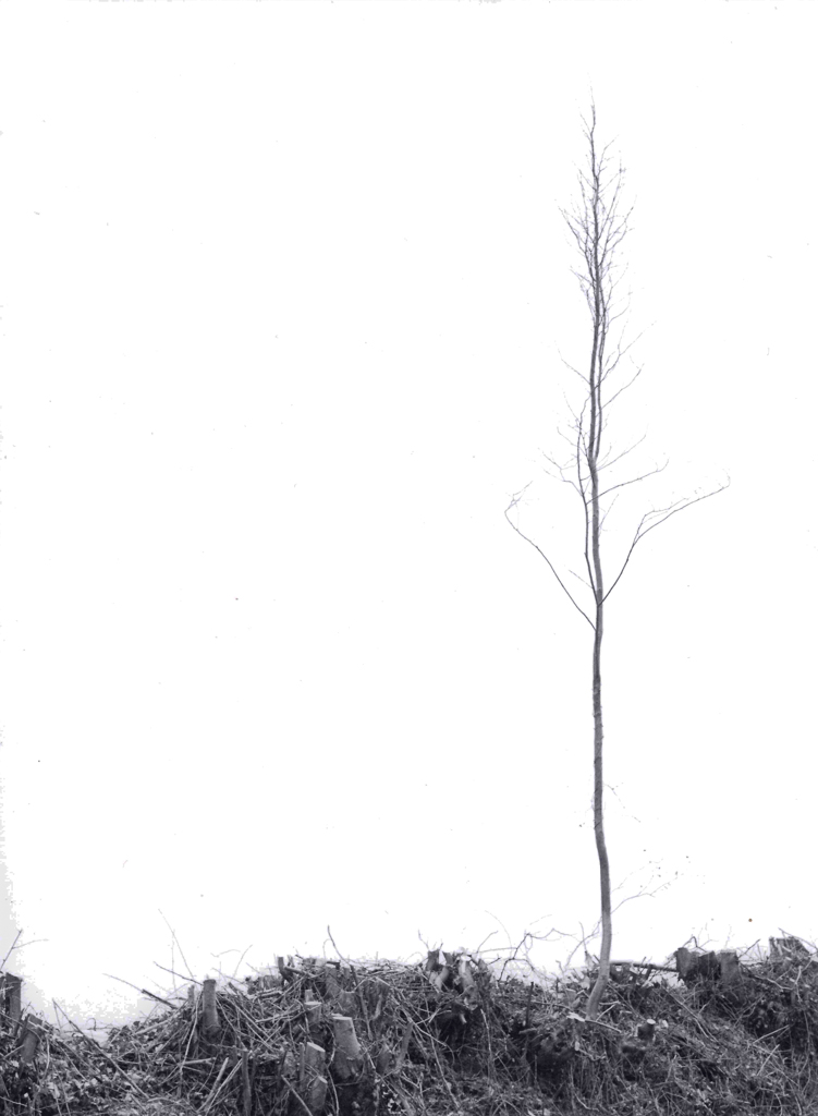 36. Analog-Wettbewerb "marginal"