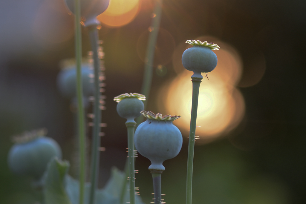 3611024mohn