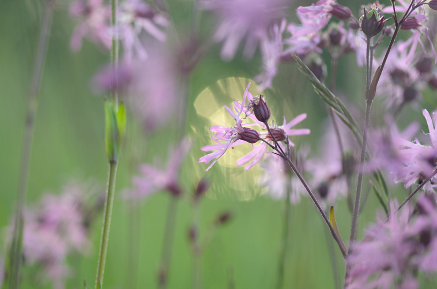 370blumengegenlicht