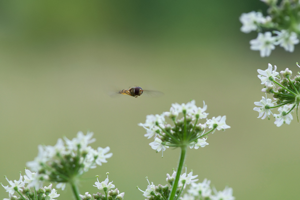3761024schwebfliege