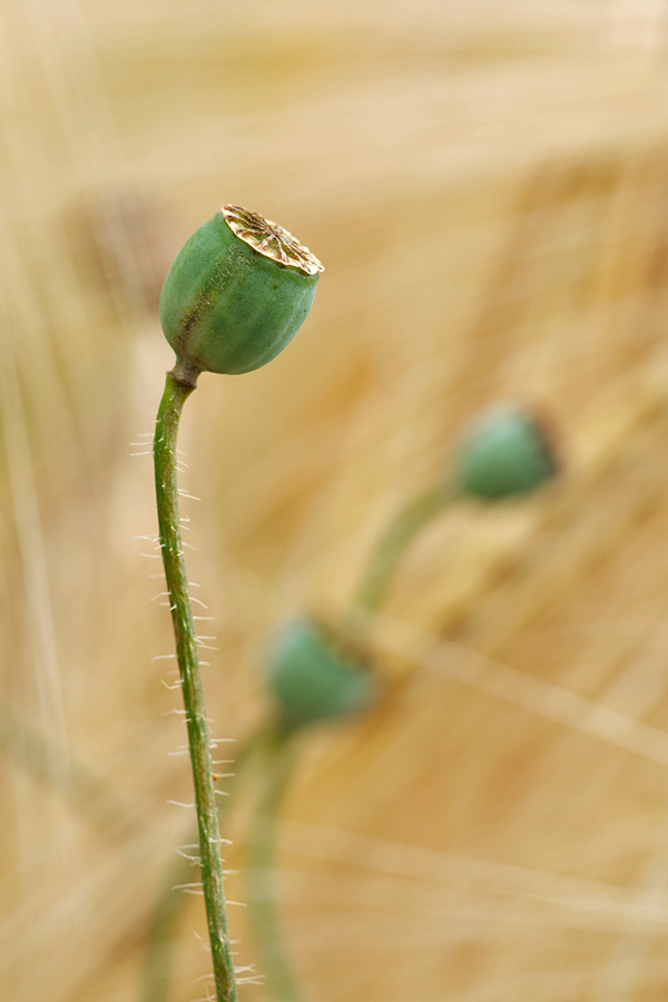 379mohnkapseln