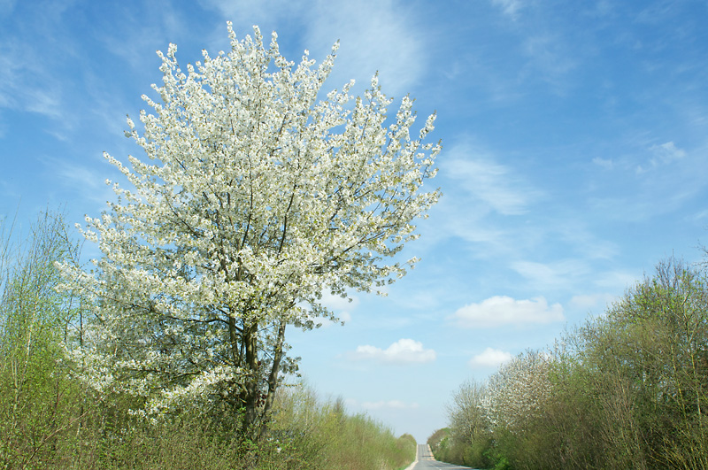 3800frühling