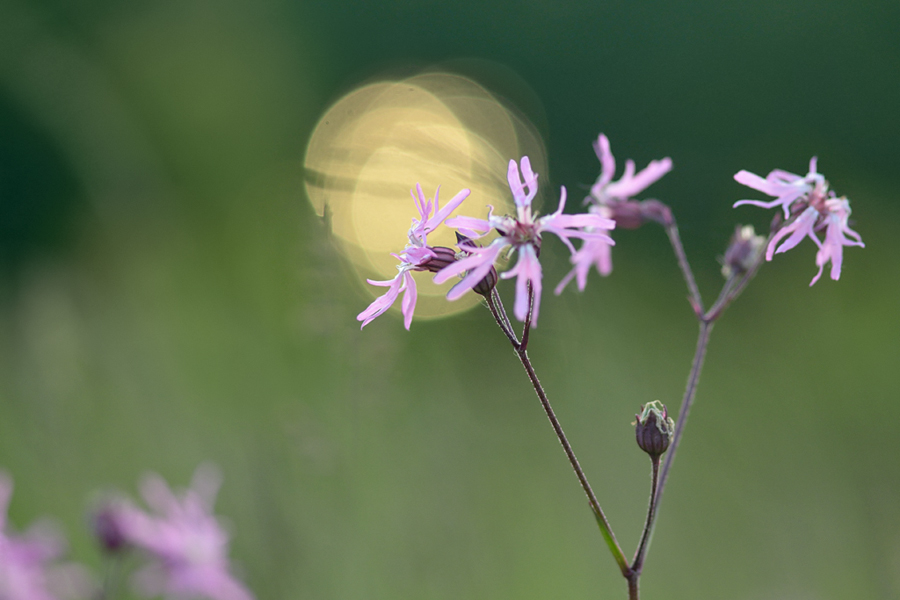 381blumengegenlicht