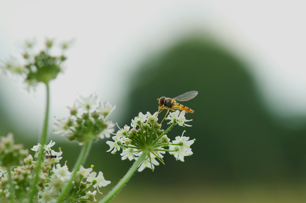 3861024schwebfliege