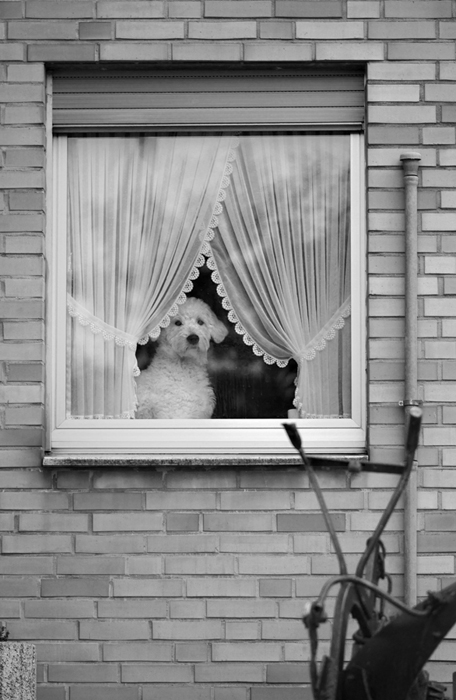 386700hundfenstersw