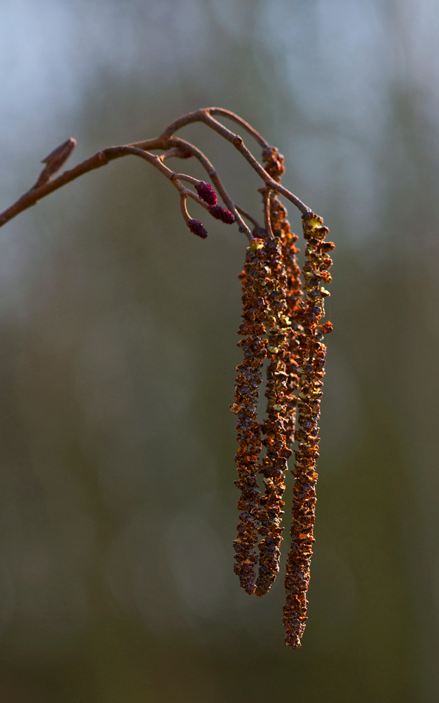 388frühling
