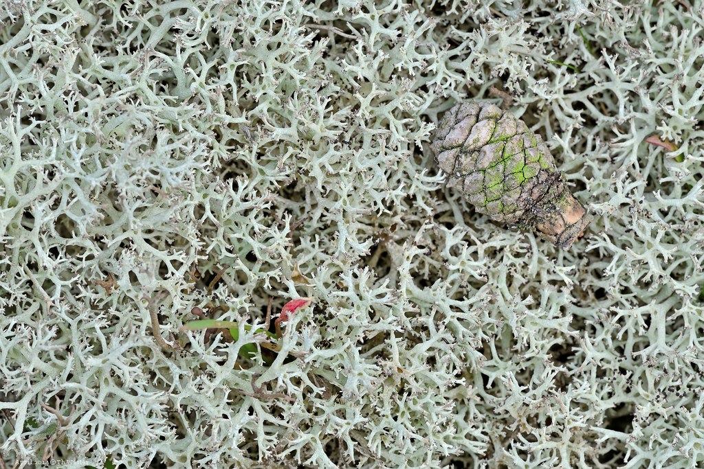 3b