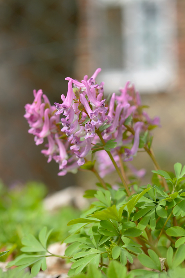 3blumen