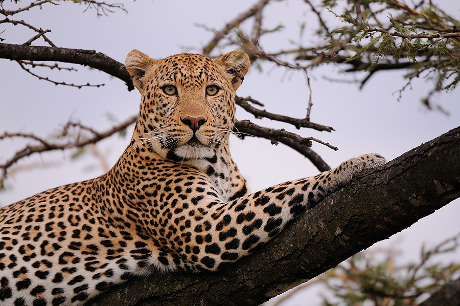 3MasaiMara3 DSC 3039