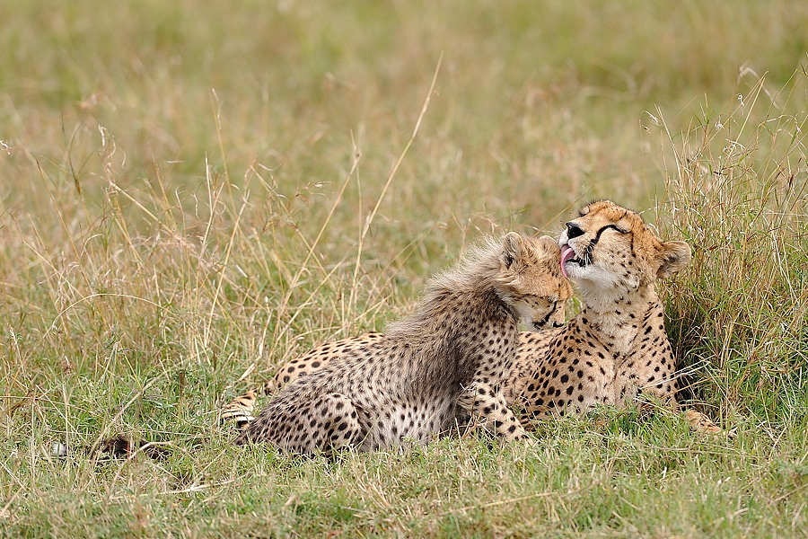 3MasaiMara6 DSC 3248