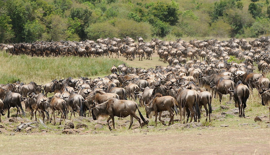 3MasaiMara6 DSC 5488
