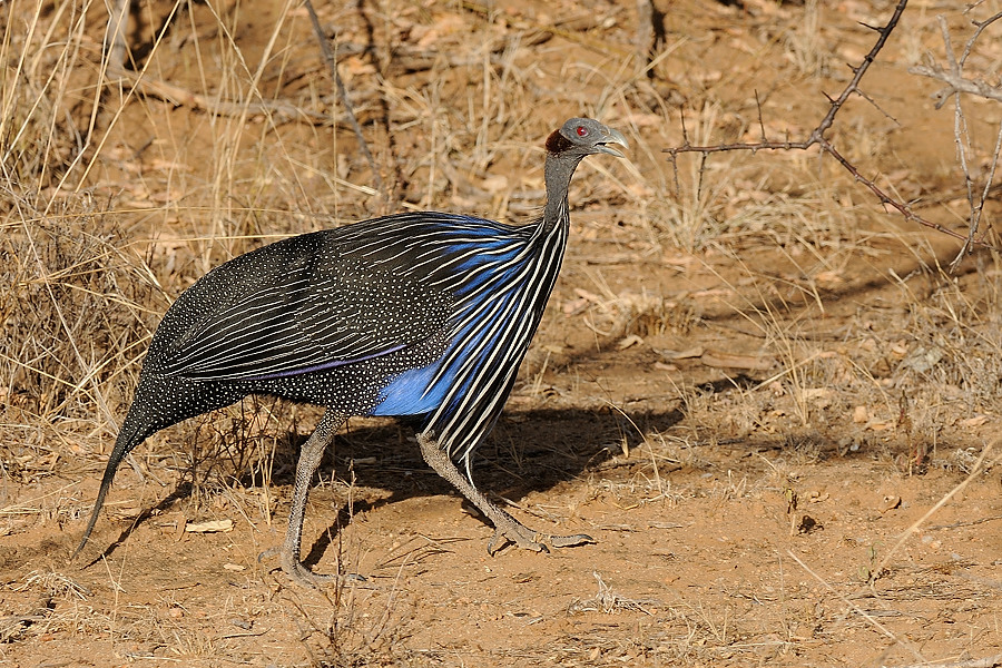 3Samburu2 DSC 1272