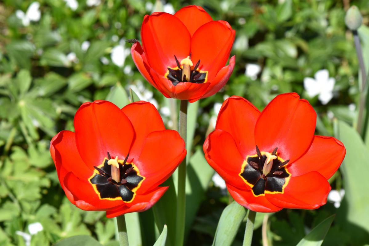 3Tulpen