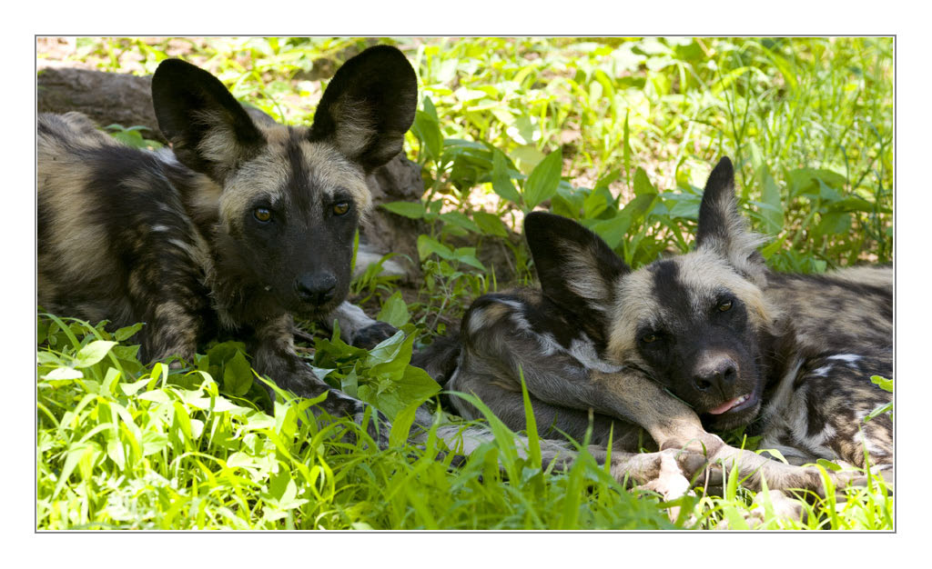 3wilddogs1