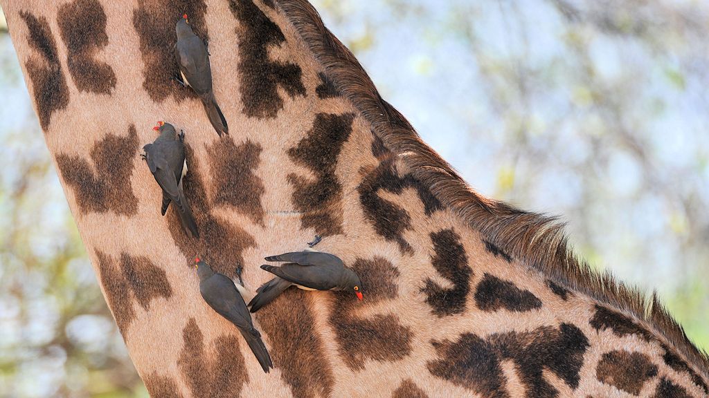 4 Rotschnabelmadenhacker
(Red-billed Oxpecker)
an einer Thornicroft Giraffe
9016