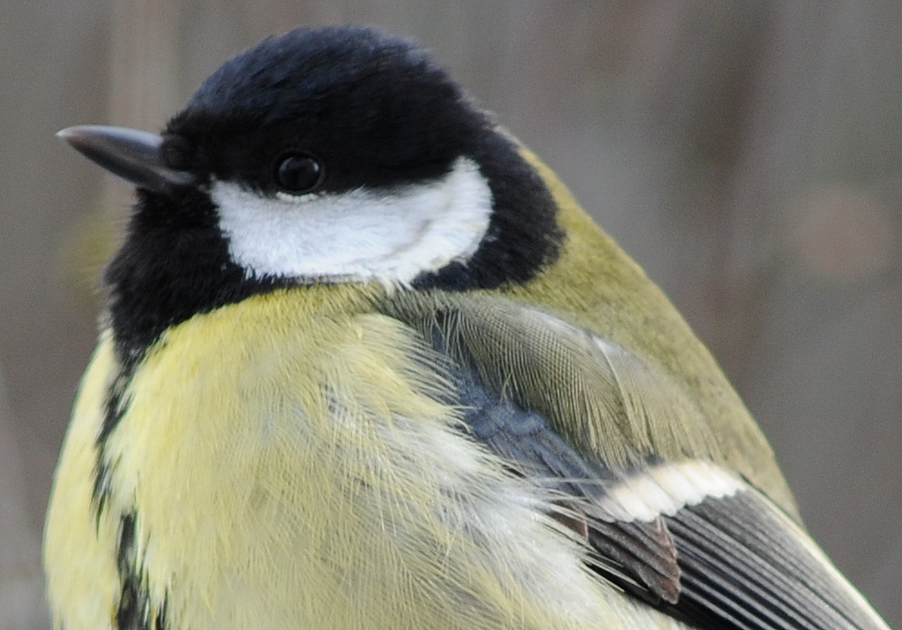 400 Crop