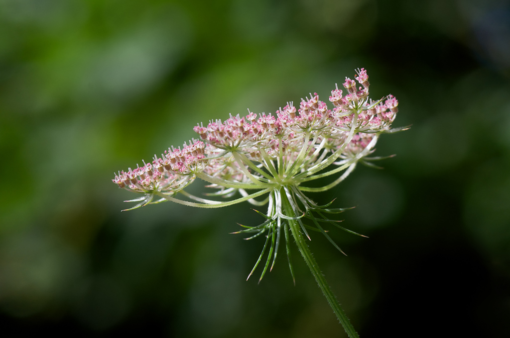 403wiesenblumen