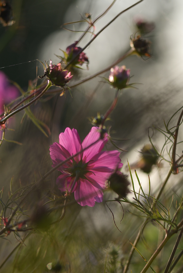 427900blumenherbst