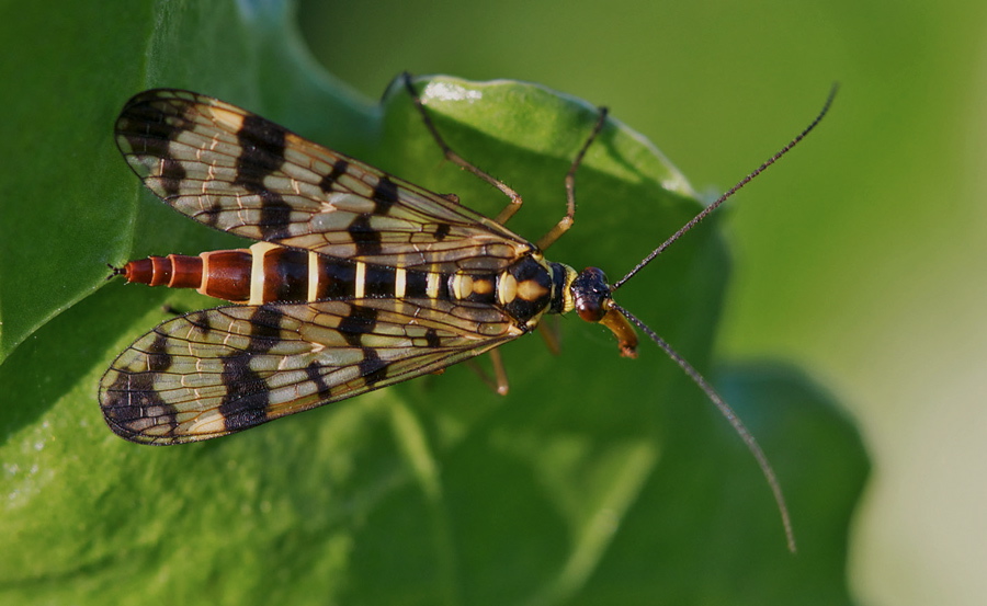 428skorpionsfliege