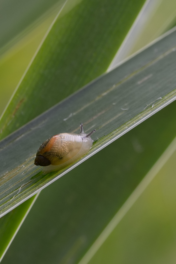 459900bernsteinschnecke