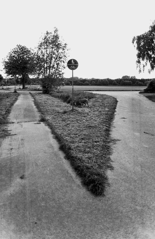 46700f6kodaktmax100unentschlossenneub