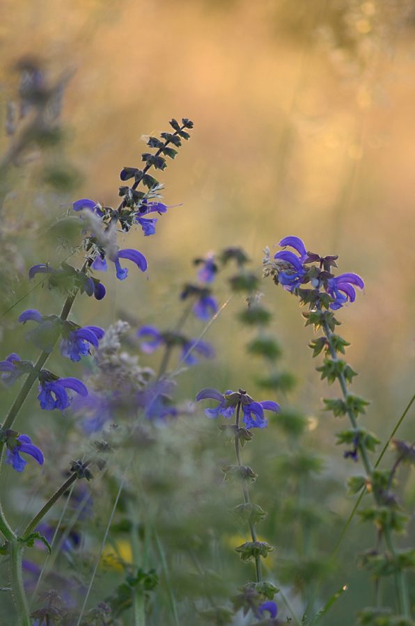 47900blumen