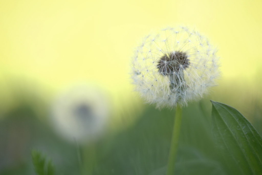491024pusteblumen