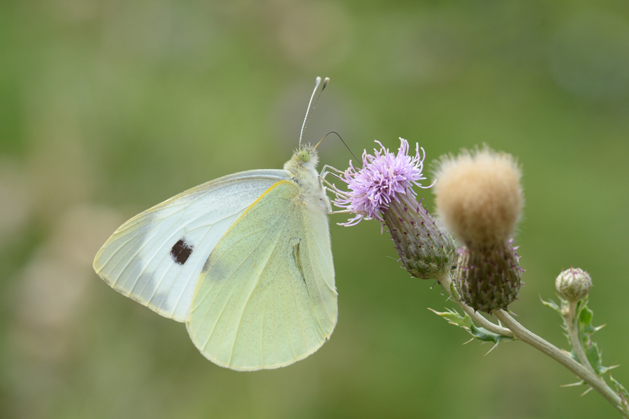 495900schmetterling