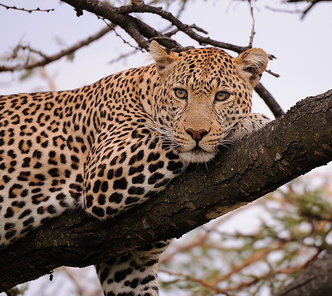 4MasaiMara3 DSC 3042