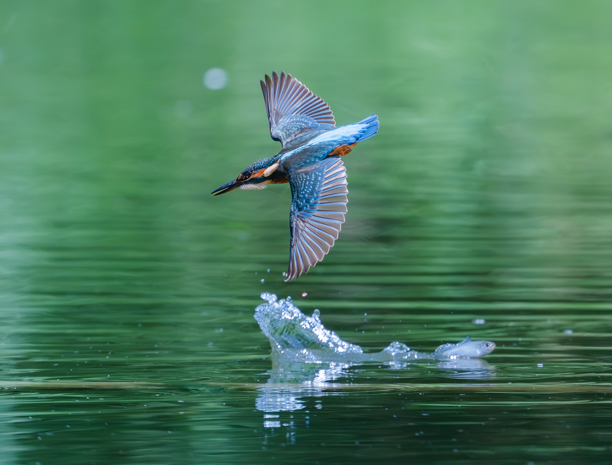500f5.6.jpg